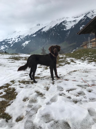 Finn vom Gäuboden