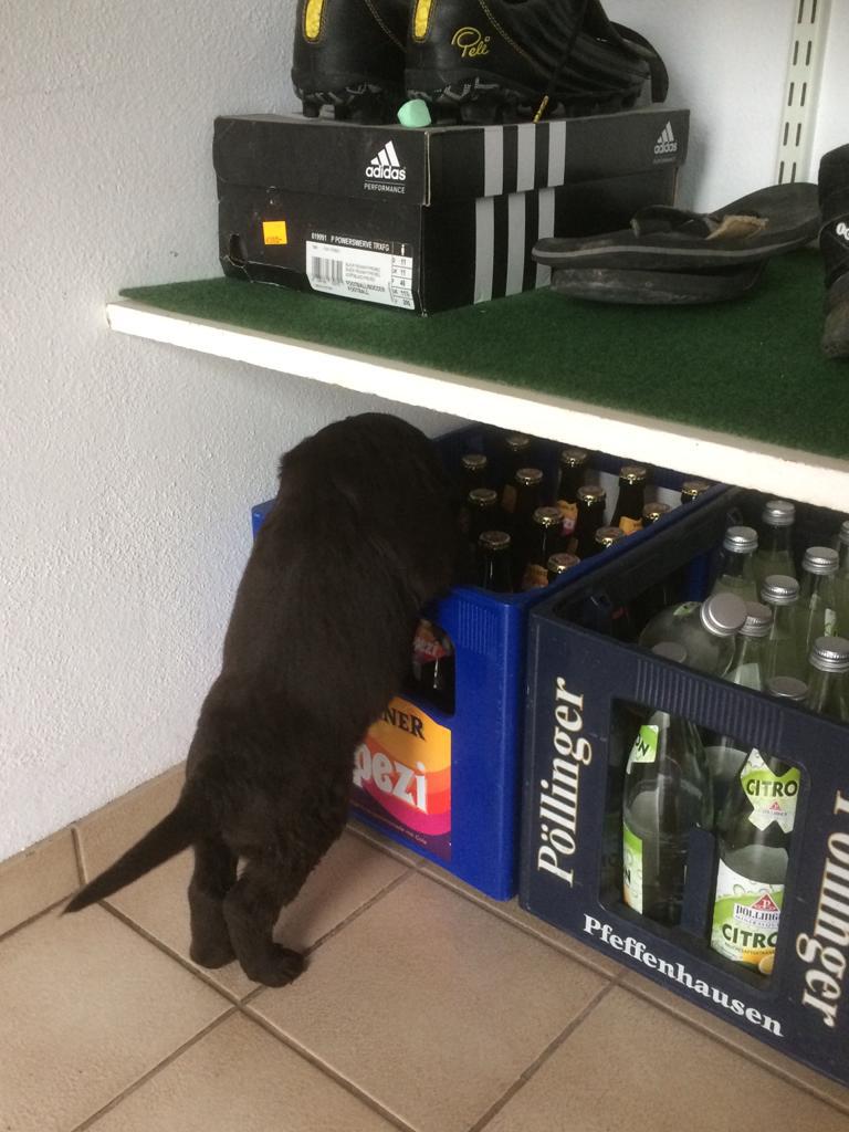 Wie Spezi wohl schmeckt