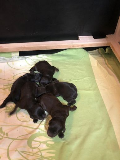 zwei Rüden drei Hündinnen